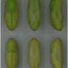 pol icarus pupa6 volg